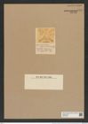 Trinacria escavata var. simbirskiana Grun. (de-Toni-Nr.: Genus 119, Species 3418) Zeichnungen Sammlung Grunow Nr. 6877 (NHMW-BOT-W0375738)